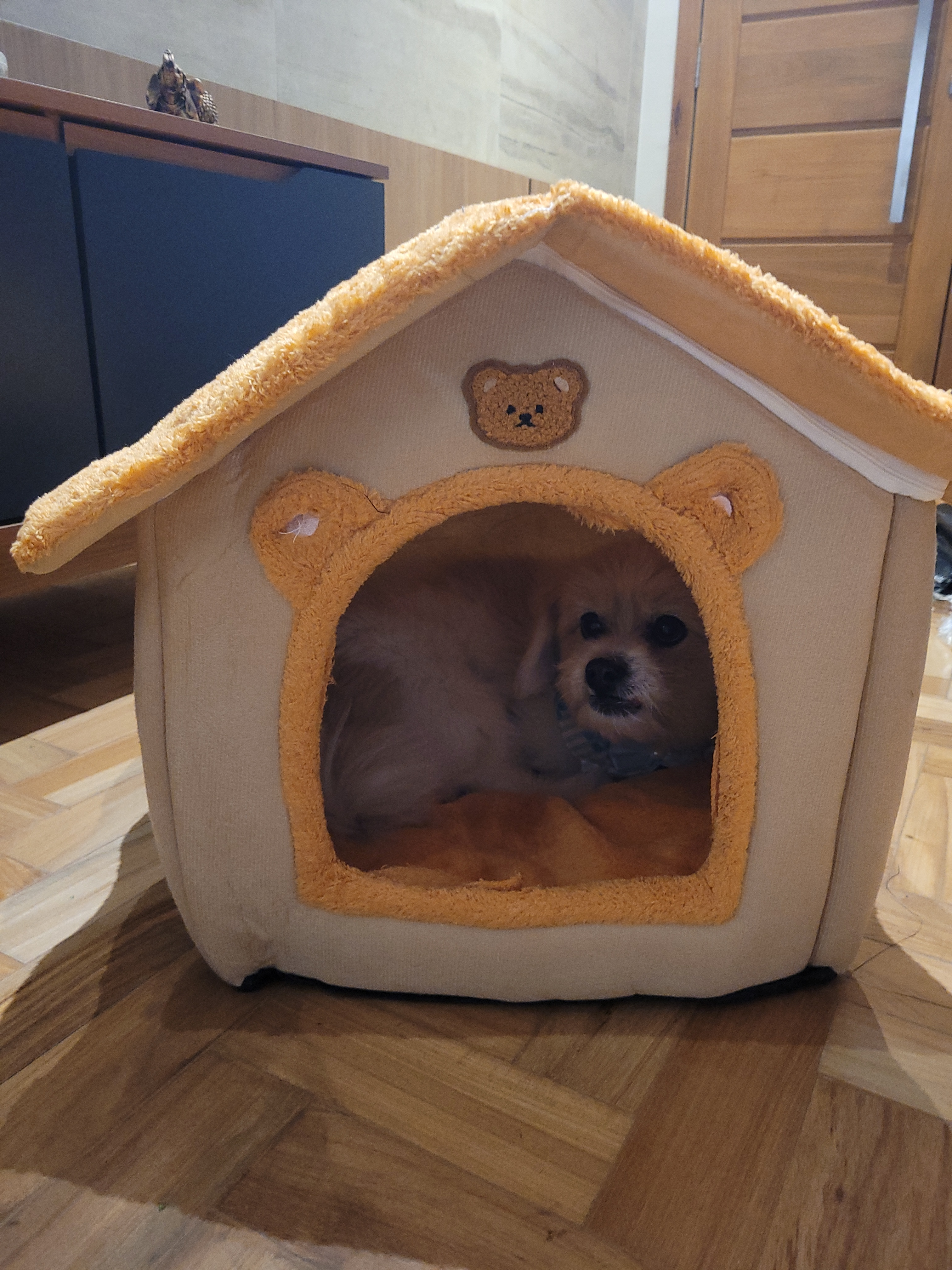 The picture shows a small dog resting inside a small pet house. The lighting of the picture looks too exposed and bright.